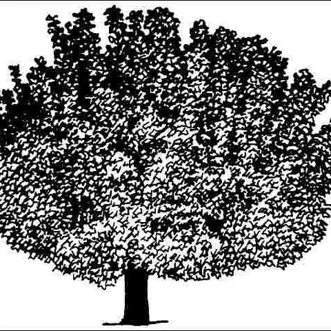 thumbnail for publication: Acer platanoides 'Almira': 'Almira' Norway Maple